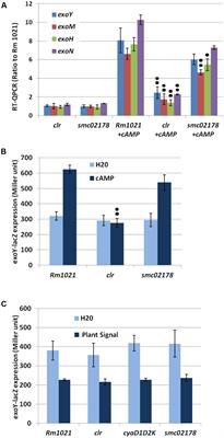 Transcriptomic Insight in the Control of Legume Root <mark class="highlighted">Secondary Infection</mark> by the Sinorhizobium meliloti Transcriptional Regulator Clr